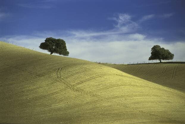 Steineichen, Andalusien, Spanien, Europa iblpmm01060083