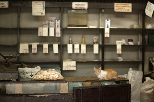  Katze auf einer Theke, Laden, Havanna, Kuba ibllid01074856