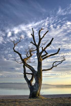 Knorriger alter Baum am Ufer, Eiche (Quercus), Bodensee, Markelfingen, Radolfzell, Landkreis Konstanz, Baden-Württemberg, Deutschland, Europa iblwbl01138459