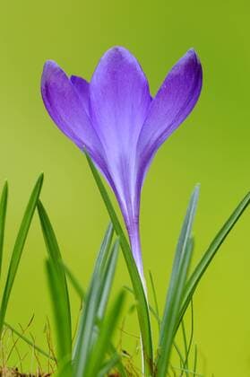 Krokus (Crocus vernus) iblblu01194474