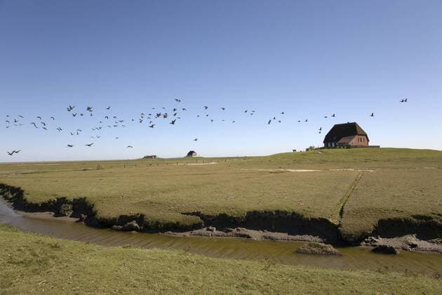 Schwarm von Gänsen auf der Hallig Nordstrandischmoor im Nationalpark Schleswig Holsteinisches Wattenmeer, Unesco Weltnaturerbe, Schleswig-Holstein, Nordfriesland, Norddeutschland, Deutschland, Europa   ibldie01213874