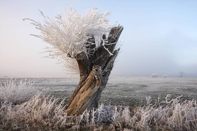  Kopfweide rauhreifbedeckt, Naturschutzgebiet Wümmewiesen, Bremen, Deutschland, Europa   iblrds01044650