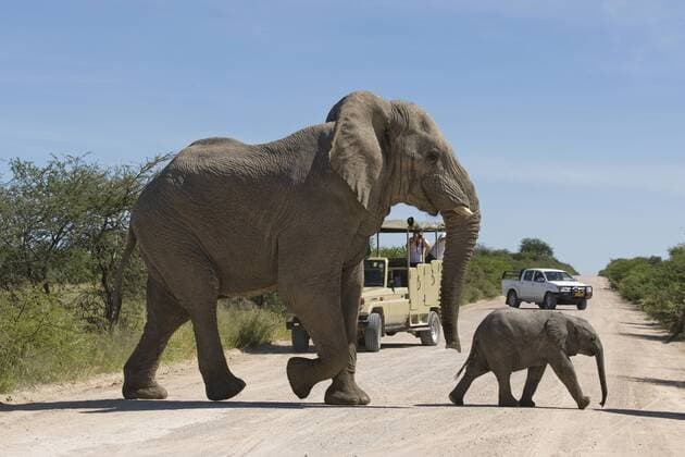 Elefanten (Loxodonta africana), Bulle und Jungtier überqueren Straße vor Touristen auf Fotosafari, Etosha Nationalpark, Namibia, Afrika ibluli01249152