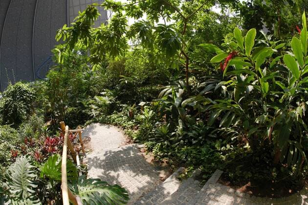Regenwald Areal im Tropical Island Resort in Brand