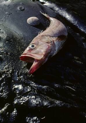 toter Fisch mit geoeffnetem Maul im Oelschlick am Strand, USA, Kalifornien dead fish with opened mouth lying in oil slick at the beach, USA, California BLWS165370