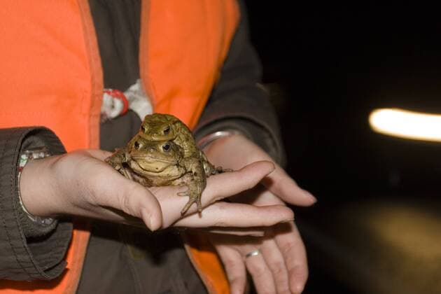 IMAGO Creative: UN Welt-Habitat-Tag am 3. Oktober Erdkroete, Erd-Kroete (Bufo bufo), Paar auf der Hand einer jungen Naturschuetzerin bei der Kroetenwanderung, Deutschland, Baden-Wuerttemberg European common toad (Bufo bufo), couple on the hand of a young conservationist at toad migration, Germany, Baden-Wuerttemberg BLWS082753