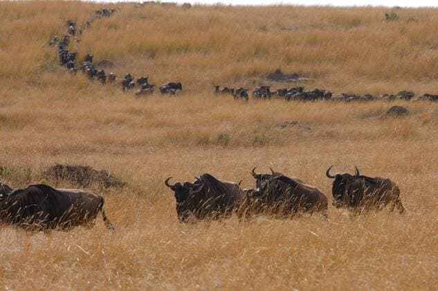 Gnu, Streifengnu, Streifen-Gnu, Weissbartgnu, Weissbart-Gnu (Connochaetes taurinus), wandernde Herde, Kenia, Central, Masai Mara NP, Narok blue wildebeest, brindled gnu, white-bearded wildebeest (Connochaetes taurinus), migrating herd, Kenya, Central, Masai Mara NP, Narok BLWS084264