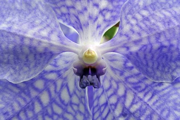 Blüte einer Orchidee, Vanda Rothschieldianah, Detailansicht - McPINS
