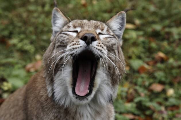 Europäischer Luchs im Nationalpark Harz - Luchsgehege bei Bad Harzburg Europäischer Luchs