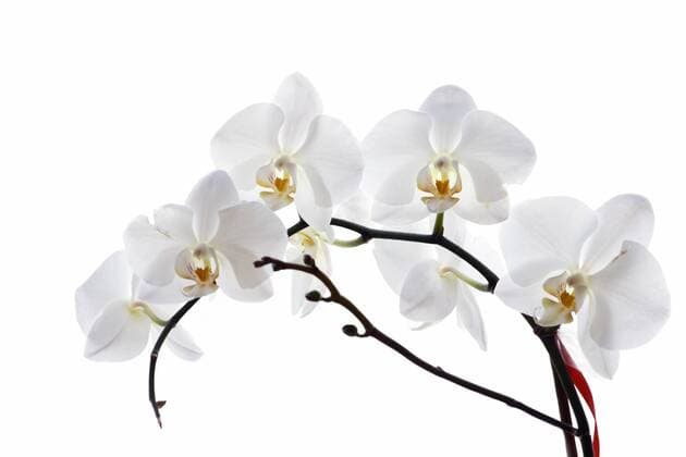 Orchidee (Orchidacea phaleanopsis), Orchideenblüten, weiß, highkey ibxomb01324277