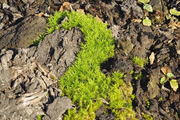 IMAGO Nature: Unsere Erde, Ressourcen, Torf  Torf Boden mit Pionierbesiedelung, Frauenhaarmoos und Birken Sprösslingen (Betula pubescens), Grundbeckenmoos bei Rosenheim, Bayern, Deutschland Europa ibxslg01331752