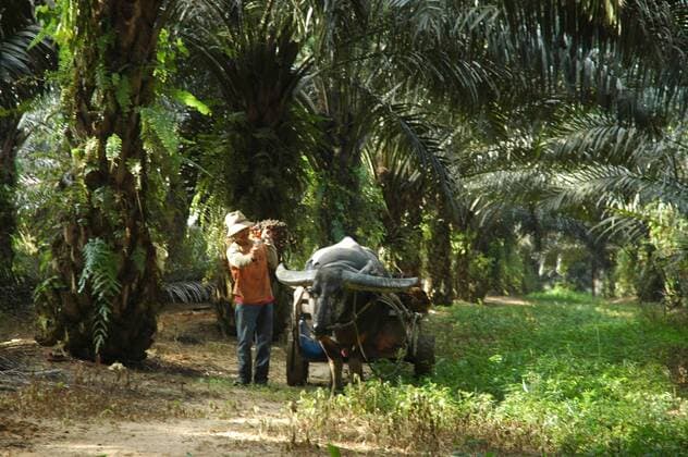 IMAGO Nature: Unsere Erde, Umweltverträgliche Herausforderungen, Palmöl MALAYSIA 2009 The World s Largest Palm Oil Exporter: Malaysia currently accounts for 41 percent of the world s palm oil production and 47percent of world exports,as a major producer of palm oil, the Malaysian government is encouraging the production of biofuel feedstock and the building of biodiesel plants that use palm oil. Domestically, Malaysia is preparing to change from diesel to bio-fuels by 2008, including drafting legislation that will make the switch mandatory. From 2007, all diesel sold in Malaysia must contain 5percent palm oil. Malaysia is also emerging as one of the leading biofuel producers, with 91 plants approved and a handful now in operation, all based on palm oil. (C) H.BERBAR HBL NETWORK