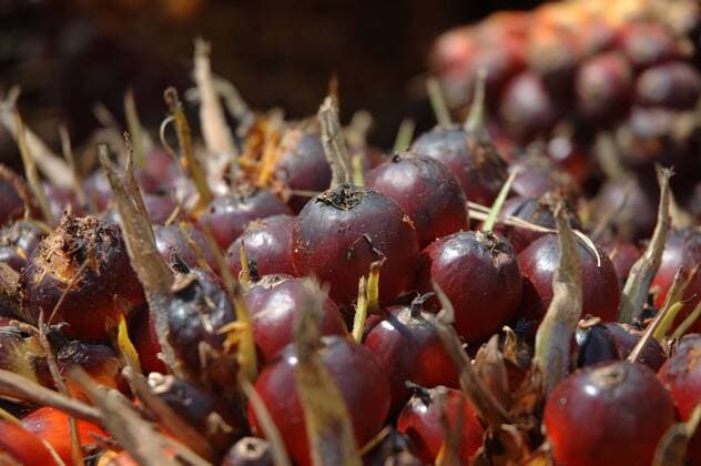 IMAGO Nature: Unsere Erde, Umweltverträgliche Herausforderungen des 21. Jahrhunderts, Palmöl MALAYSIA 2009 The World s Largest Palm Oil Exporter: Malaysia currently accounts for 41 percent of the world s palm oil production and 47percent of world exports,as a major producer of palm oil, the Malaysian government is encouraging the production of biofuel feedstock and the building of biodiesel plants that use palm oil. Domestically, Malaysia is preparing to change from diesel to bio-fuels by 2008, including drafting legislation that will make the switch mandatory. From 2007, all diesel sold in Malaysia must contain 5percent palm oil. Malaysia is also emerging as one of the leading biofuel producers, with 91 plants approved and a handful now in operation, all based on palm oil. (C) H.BERBAR HBL NETWORK