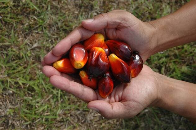 IMAGO Nature: Unsere Erde, Umweltverträgliche Herausforderungen des 21. Jahrhunderts, Palmöl MALAYSIA 2009 The World s Largest Palm Oil Exporter: Malaysia currently accounts for 41 percent of the world s palm oil production and 47percent of world exports,as a major producer of palm oil, the Malaysian government is encouraging the production of biofuel feedstock and the building of biodiesel plants that use palm oil. Domestically, Malaysia is preparing to change from diesel to bio-fuels by 2008, including drafting legislation that will make the switch mandatory. From 2007, all diesel sold in Malaysia must contain 5percent palm oil. Malaysia is also emerging as one of the leading biofuel producers, with 91 plants approved and a handful now in operation, all based on palm oil. (C) H.BERBAR HBL NETWORK