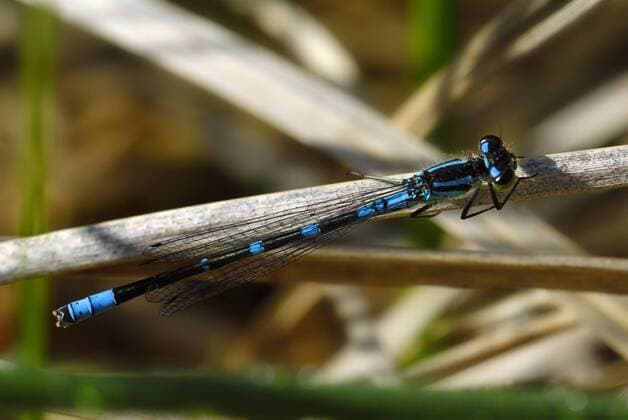  Mond-Azurjungfer (Coenagrion lunulatum), Breitenburger Moor, Schleswig-Holstein, Deutschland, Europa iblmid01336524