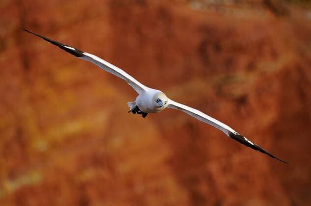 Basstölpel (Sula bassana) am Felsen von Helgoland