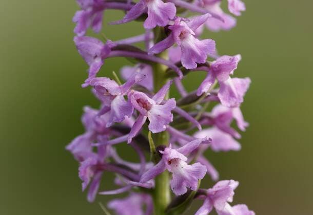  Langsporn-Händelwurz, Mücken-Händelwurz (Gymnadenia conopsea), Orchidee ibxman01398429