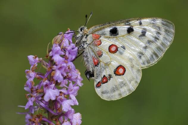  Apollofalter (Parnassius apollo), ruht an Mücken-Händelwurz (Gymnadenia conopsea), Biosphärengebiet, Schwäbische Alb, Baden-Württemberg, Deutschland, Europa iblbzo01433370