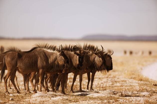 Streifengnus (Connochaetes taurinus), Etosha Nationalpark, Namibia, Afrika iblkhi01477938