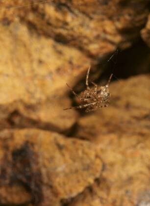 Höhlenspinne (Nesticus cellulanus) iblmkh01472086
