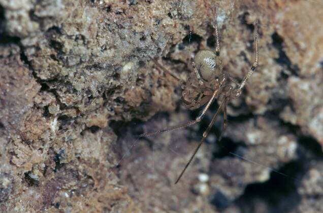  Höhlenspinne (Nesticus cellulanus) iblmkh01472292