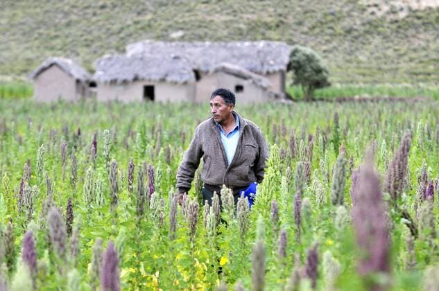 IMAGO Nature: Unsere Erde, Klimawandel, Ernährung, Pflanzen der Zukunft, Quinoa Landwirtschaft, Quinoa Anbau Bauer auf dem Feld, Quinoa-Pflanzung (Chenopodium quinoa), Bolivianisches Hochland Altiplano, Departamento Oruro, Bolivien, Südamerika iblflk01470353