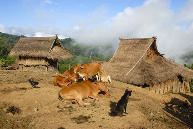 IMAGO Cultures of the world, Akha Volk in Laos Hütten aus Bambus und Stroh der Akha Nuqui Ethnie, Haustiere Rinder, Hund und Huhn, Dorf Ban Changteun, Distrikt und Provinz Phongsali, Laos, Südostasien, Asien ibxsau01483430
