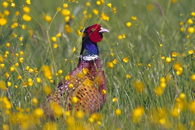 Fasan, Ringfasan, Jagdfasan (Phasianus colchicus), in einer Wiese common pheasant, Caucasus Pheasant, Caucasian Pheasant (Phasianus colchicus), in a flowering meadow BLWS131396