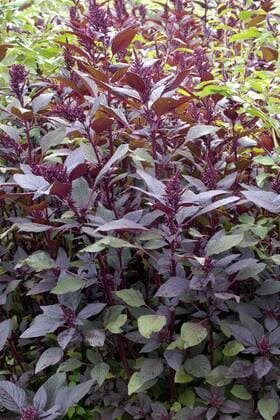 IMAGO Nature: Unsere Erde, Klimawandel, Ernährung, Pflanzen der Zukunft, Amaranth Garten-Fuchsschwanz, Gartenfuchsschwanz, Amaranth, Inkaweizen, Inka-Weizen, Koerneramaranth, Koerner-Amaranth (Amaranthus caudatus), mit jungen Bluetenstaenden Love lies bleeding, Love.lies-bleeding, Inca wheat, kiwicha (Amaranthus caudatus), with young inflorescences BLWS143110