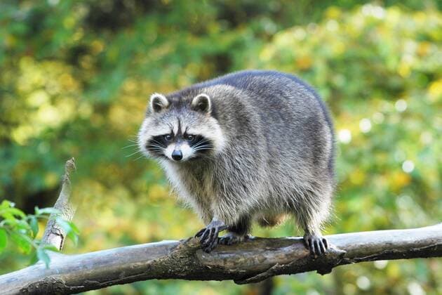 Waschbaer (Procyon lotor), auf Ast, USA common raccoon (Procyon lotor), on branch, USA BLWS070513