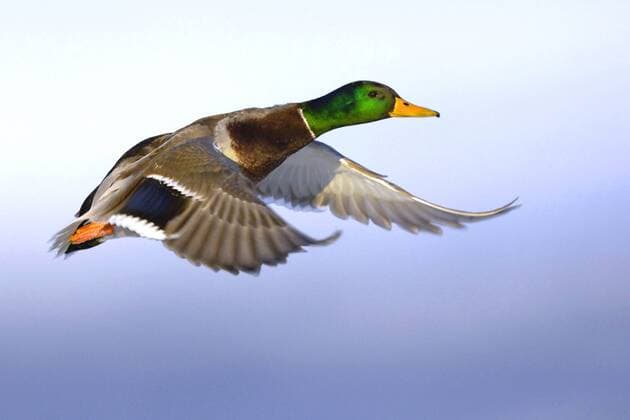 Stockente, Stock-Ente (Anas platyrhynchos), fliegender Erpel mallard (Anas platyrhynchos), flying drake BLWS172133