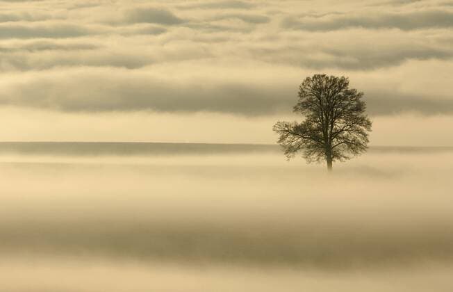 Stiel-Eiche, Stieleiche (Quercus robur), bei Nebel und Abendstimmung common oak, pedunculate oak, English oak (Quercus robur), with mist in evening mood BLWS214649
