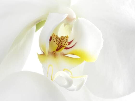 Weiße Orchidee (Phalaenopsis), Makroaufnahme ibxrrf01513388