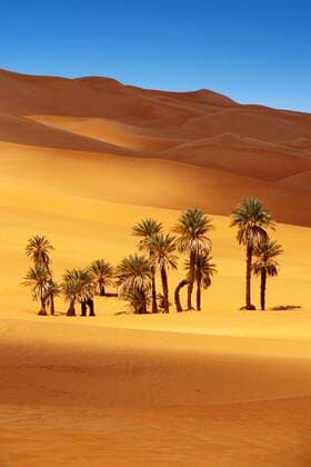 Palmen in der Sandwueste in Suedlibyen, Libyen, Sahara palms in sandy desert, South Libya, Libya, Sahara BLWS079880