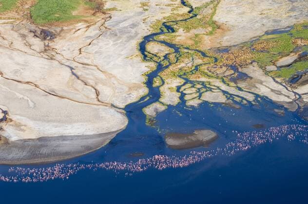  Luftbild, Zwergflamingos (Phoeniconaias minor) an einer Flussmündung im Lake Natron, Tansania, Afrika ibluli01533916