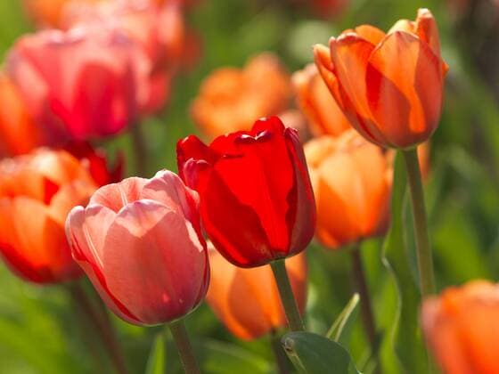 Tulpen (Tulipa), Blumenbeet iblfwa01556697