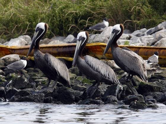 Pelicans stand along the water at Queen Bess Island, Louisiana, May 26, 2010. Protective booms have been placed around the island, where the Louisiana state bird nests, but some oil has washed up in places.  NOP2010052610