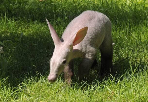 IMAGO Nature: Unsere Erde: Tierwelt: Hässliche Tiere Das am 18.05.2010 im Zoo Berlin geborene Erdferkel (Orycteropus afer) ist nun auch von den Besuchern zu bewundern. Von der Mutter verletzt, wurde es von Reviertierpfleger Mario Grüsser mit der Flasche aufgezogen. Jetzt wiegt das bei der Geburt 1330 Gramm schwere Erdferkel bereits 9,2 Kilogramm. In Afrika leben die Tiere in offenen Savannenlandschaften. Den Tag verbringen die nachtaktiven Tiere in selbstgebrabenen Höhlen. Sie erreichen eine Körperlänge von über 1,60 Meter