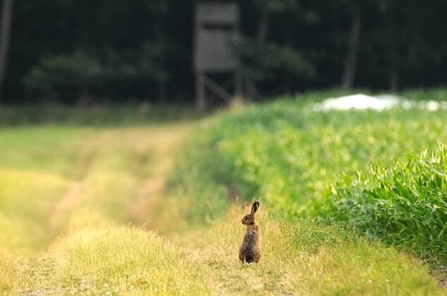 Jagdkanzel am Waldrand, im Vordergrund ein Feldhase