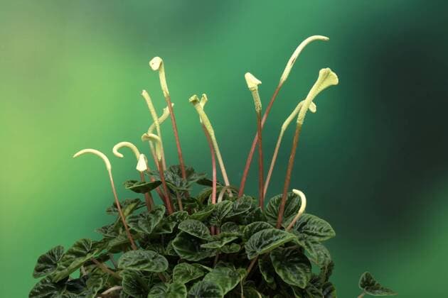 IMAGO Nature: Unsere Erde: Pflanzenwelt: Bedrohte Arten Zwergpfeffer (Peperomia caperata), Blüten iblson01660663
