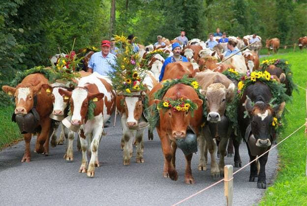 Alpabtrieb - Festtag der Gemeinde Sumiswald im Emmental, Kanton Bern - Die Redholstein - Kühe der Lüdernenalp kommen ins Tal zurück 