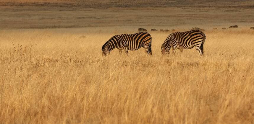 Grasende Zebras im Löwenpark Lions park in Johannesburg