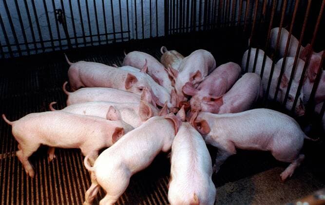 Mastbetrieb für Schweine in Nova Santa Rita in Brasilien - (326)xEduardoxQuadros 