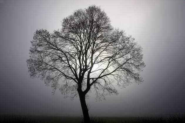 Baum im Nebel. Baum im Nebel