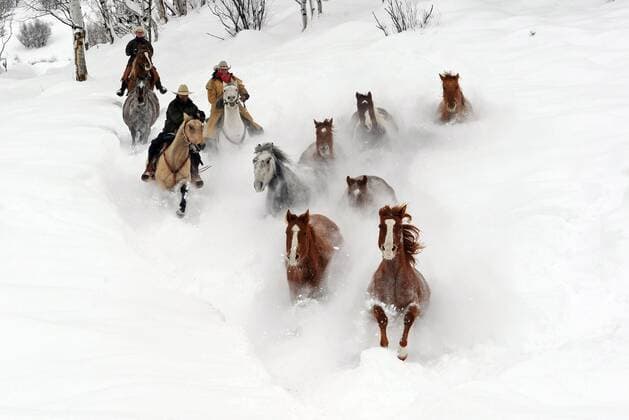 Cowboys at Del s Triangle 3 Ranch, near Clark, Colorado, push a few horses back to the corral after a storm left 2 feet of fresh snow the area on December 30, 2010. Northwest Colorado has been blanketed by several snow storms in the last couple of days.  COX2010123101