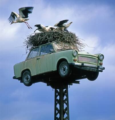 Storchenhorst mit Jungstörchen auf einem Trabant bei Neuruppin Altstorch fliegt nach Fütterung ab