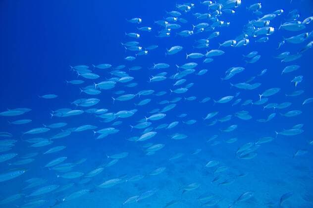 Unterwasseraufnahme beim Tauchen im Roten Meer am Hausriff des Coral Garden Hotel in Safaga Ägypten Unterwasseraufnahme im Roten Meer während eines Tauchgangs