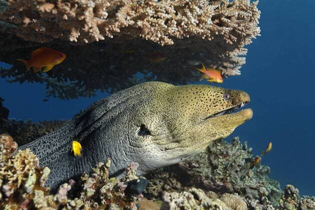  Riesenmuräne (Gymnothorax javanicus) unter Tischkoralle, Haschemitisches Königreich Jordanien, Rotes Meer, Vorderasien iblnpr01831391