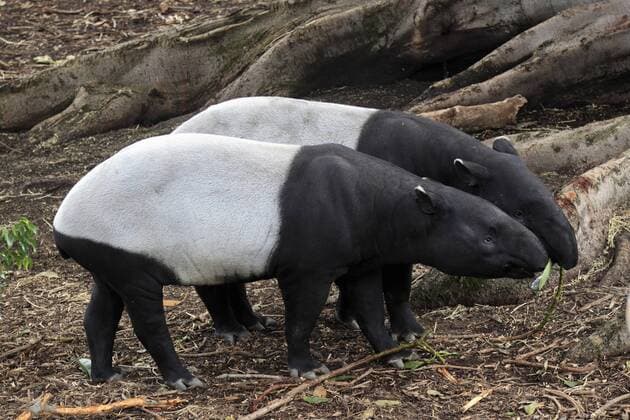 IMAGO Nature: Unsere Erde: Tierwelt: Hässliche Tiere Schabrackentapire (Tapirus indicus), Paar, fressend, Asien iblson01835626