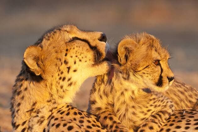 Geparden (Acinonyx jubatus), Mutter leckt Jungtier im letzten Abendlicht, Tshukudu Game Lodge, Hoedspruit, Greater Kruger Nationalpark, Limpopo Province, Südafrika, Afrika iblsrf01835860